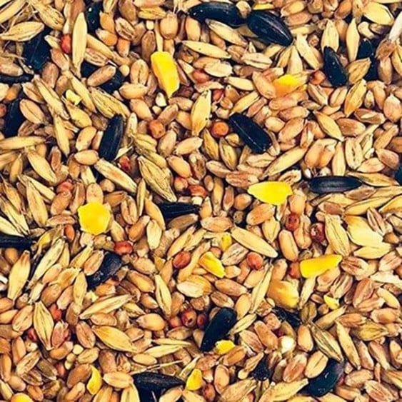 bird seed mix