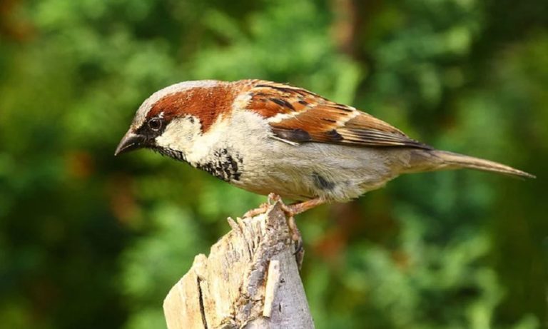 house sparrow