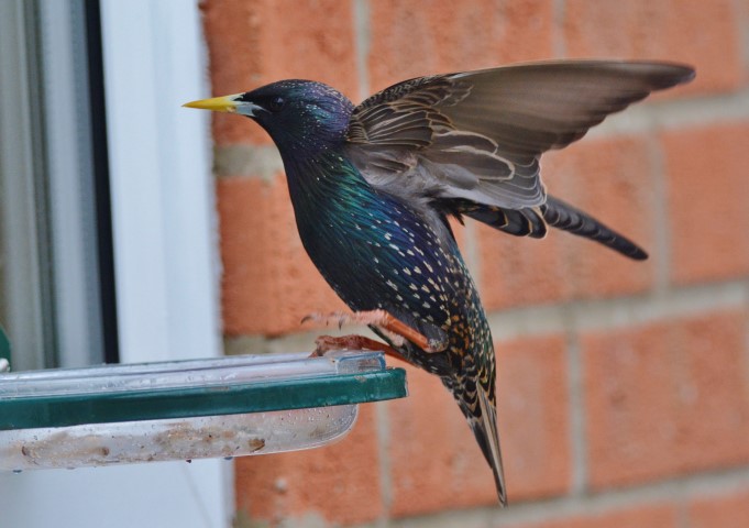 starlings