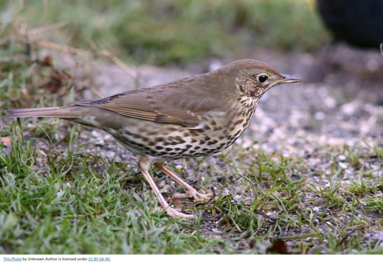 british thrushes