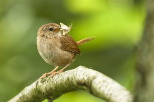 british wren