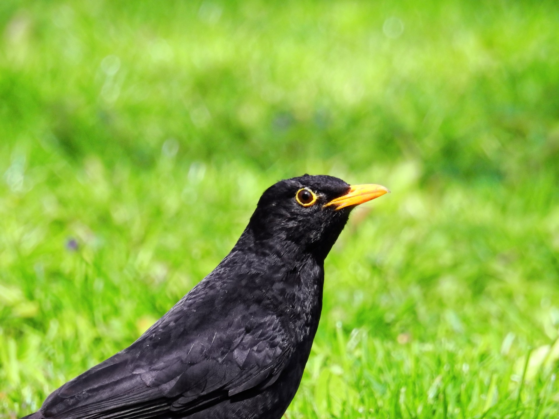 British Blackbird - A Delightful Garden Bird